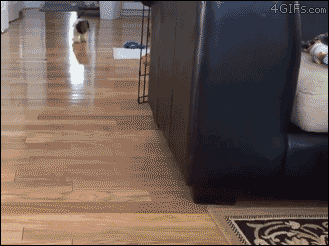 4gifs:  Dachshund puppy shows off her new ducky PJs. [video] 