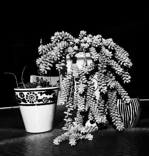 #succulentsofinstagram #succulents #blackandwhite #BlackAndWhitePhotography #moemeatproductions  https://www.instagram.com/p/CSDzLLsrZoNYZobrPy7Jn8cF43qFfrhZ1I_el80/?utm_medium=tumblr