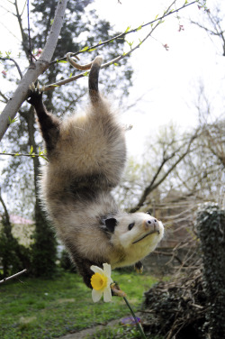 gorgonetta:  [Three photos of an acrobatic possum and a narcissus] theweirdingway:  omfg 