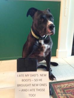 dogshaming:  Those boots were not meant for chewin’  I ate my dad’s new boots - so he brought new ones - and I ate those too…