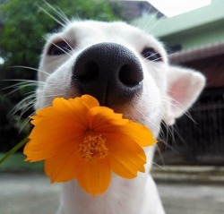 nintendette:thegardenofeedan:creationandcosmos:my heartPls this is the best dog photo set I’ve ever seen🌻🌼🌻🌼OMG cute doggy alert ;w; &lt;3
