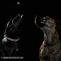 My first attempt at studio pet photography.  Meet my two angels, Ellie the Kelpie x Collie and Opal the American Staffy x Mastiff  Best way is to have some treats on hand 