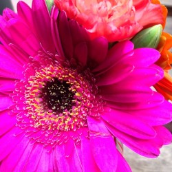 #koun #bratiska #bratislava #floral #flowers #kvetinky #🌷 #🌹 #🌻 #believeinpink #blossoms #summertimesadness