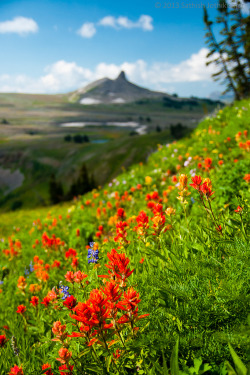 mistymorningme:  Teton Crest Wildflowers by satosphere It was just around a year ago that I found myself hauling huge backpacks and camera gear up and down the famed Teton Crest trail, if only for no other purpose than to say that I did one of the most