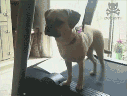 giantgag:  Treadmill Puppy (GIF)Click the pic to see full content!Follow :@GiantGag