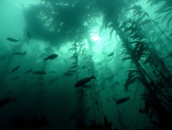 arswiss:No but seriously, looks how beautiful kelp forests are 