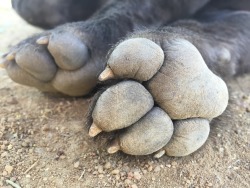 nevard:  Baby hyena toes 