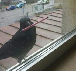 girlwithalessonplan: heliosapollo:  losed:  A CROW TRIED TO GO IN OUR CLASSROOM AND HE HAD A PEN  yes hello i am here to learn geometries  That crow is more prepared than some of my students.  BUT WHAT IF ITS ONE OF KARASUNO’S CHILDS PICKING UP HANAMAKI’S