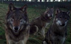 wolveswolves:  “When you accidentally stand together in front of a trap camera, you get a selfie of 3 wolves” [x] European wolves Rivka, Ian and Iko at The Wolf Conservation Association in Belgium 