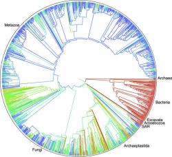 jtotheizzoe:  A Tree of Life For 2.3 MILLION Species! This week, scientists released this massive tree of life showing the evolutionary relationships between 2.3 million different species, encompassing every scale of life from bacteria to blue whales.