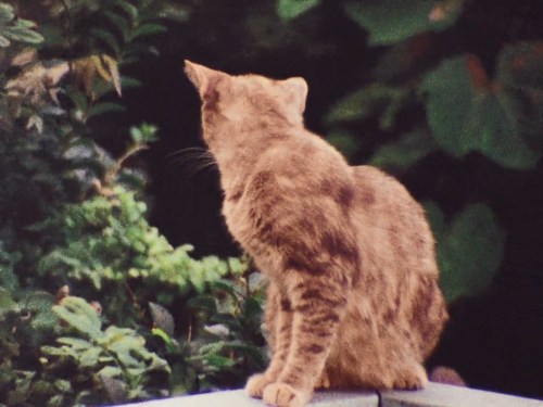 marina-tsvetaeva:Cats featured in Grey Gardens (1975)