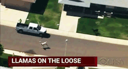 overlordofthelollipopguild:sandandglass:After two llamas escaped from a show-and-tell presentation at a retirement community in Sun City, Arizona, some amazing television ensued. Thank youArizona.SourceDammit Kuzco, this is what happens when you turn