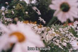 kucukduslerbuyukumutlarr:  Şuradaki love is stupid: We Heart It 