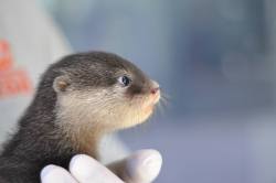 zooborns:  Long-awaited Otter Pups Born at Taronga Zoo  Keepers at Australia’s Taronga Zoo are thrilled with the birth of two male Oriental Small-clawed Otter pups on January 24.  Learn more at Zooborns. 