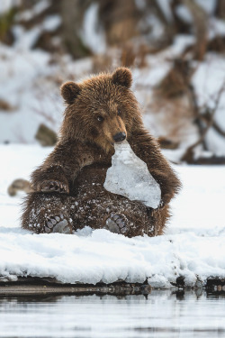 visualechoess:  Bear and frozen solid - by: sergey ivanov