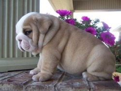 lolcuteanimals:  Very cute, very chubby little bulldog puppy. 