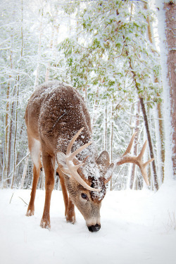 Is it bad that this photo makes me want to get out in the woods and bag a buck?  I miss my tree stand.