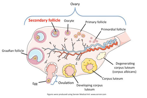Hair follicle structure diagram hairy fuck picture