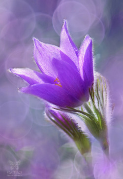 wowtastic-nature:  💙 ~ Beauty of Spring ~ by Jasna Matz on 500px○   620✱900px-rating:99.4☀ Photographer: Jasna Matz, Germany 
