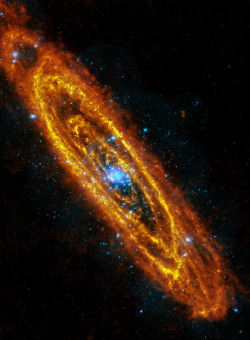 photos-of-space:  Andromeda spiral galaxy reveals explosive stars in its interior, and cooler, dusty stars forming in its many rings. This is a mosaic of images from the Herschel Space Observatory and the XMM-Newton telescope. [1500 × 2042]