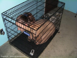 loves2control:  She could hear everyone in the other room having a good time. She on the other hand have been left in the spare room caged for being a bad slave. She was mouthy with her Master so she has now been banished to the cage for the weekend.