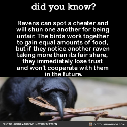 mierdasvarias:  did-you-kno:  In an experiment, two ravens had to simultaneously pull the two ends of one rope to slide a platform with two pieces of cheese into reach. If only one of them pulled, the rope would slip through the loops, leaving them with