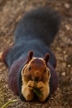 sassy-gay-justice:  hkirkh:  Giant Purple Indian Squirrel  This cute little shit posed for this picture and you will not convince me otherwise.