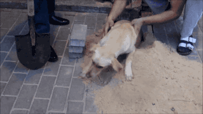 wayneradiotv: niatigra:  mastergir:  wayneradiotv:  this dog walked on stage during a biden rally and joe had his campaign team bury and seal the dog underground with bricks. this is SO fucked up, are some of you really voting for this ‘nice guy’?