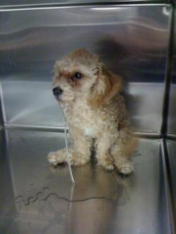 stunningpicture:  This dog just came into the animal hospital I work at because he ate a dozen pot brownies…ಠ_ಠ 