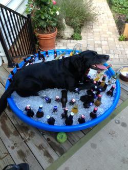 thirsty-hoe:  you are not a beer dog. get outta the pool. 