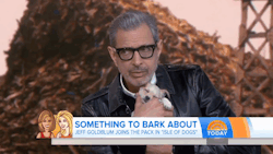 fluffymonger:  ruinedchildhood: Please allow this gifset of Jeff Goldblum holding a tiny sleeping puppy to bless your Dashboard.    