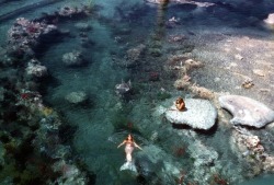 lushreef:  lucidnirvana:  cryxtical:  &ldquo;In the 1960s, there was no Ariel. We had living mermaids who greeted you from the rocks of the Submarine Voyage lagoon at Disneyland in Anaheim. If you were lucky, one would swim over with her big fin and wave