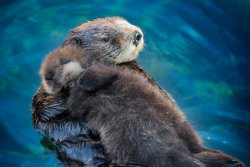 cute-overload:  TIL sea otter pups sleep on their moms.http://cute-overload.tumblr.com source: http://imgur.com/r/aww/neVk7fi