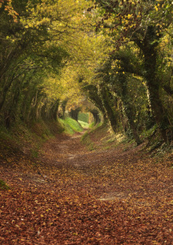 brutalgeneration:  Footpath to Halnaker Mill, West Sussex. (by simmob44) 