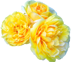 transparent-flowers:  Michelangelo : With its sweet lemony fragrance and its vibrantly saturated golden petals, this Romantica rose will find a permanent home in your garden.