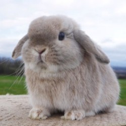 I need a bunny in my life!!!! 😢😢😢😢😢😢😢😢 #cute #bunny #bun #lopear #grey #adorable #love #ineedabunny #sodamncute #pretty #jessicarabbit #lopearrabbit #rabbit #bunnylove #greybun