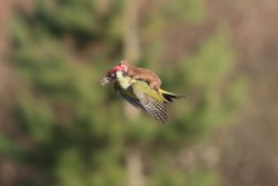 becausebirds:  Baby weasel riding a woodpecker. Don’t worry the woodpecker was okay.  source