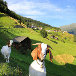desertkerouac:  Curious mountain goats in Tyrol by B℮n on Flickr. 