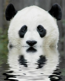 byaxell10:  Panda  Mmmmm&hellip;..I see you..Lol&hellip;