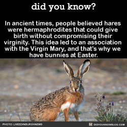 did-you-kno:  In ancient times, people believed hares  were hermaphrodites that could give  birth without compromising their  virginity. This idea led to an association  with the Virgin Mary, and that’s why we  have bunnies at Easter.  Source