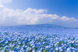bobbycaputo:  A Sea of 4.5 Million Baby Blue Eye Flowers in Japan’s Hitachi Seaside Park 