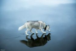 asylum-art:Two Siberian Huskies on a frozen lakeWhen two Siberian Huskies go for an adventure on a frozen lake, a beautiful series of images captured by the Russian photographer Fox Grom. A pretty surreal vision!