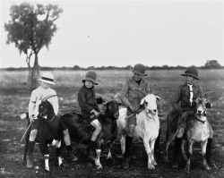 Four boys riding goats, Isisford, Australia, ca. 1918.