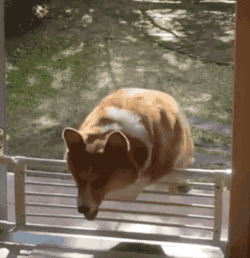 didi-is-spiffy: gifsboom:  Corgi Fails At Hopping Over Fence   @bitterbitchclubpresident 