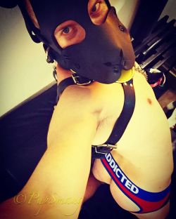 pupsmaug:  🐾Aroooo it’s my puppy butt! *wags*🐾 #addictedunderwear #pupplay #gay #pup #butt #mrsleather #kinkygay 🐶