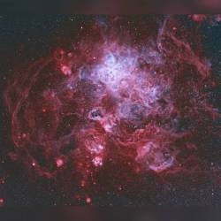 The Tarantula Nebula #nasa #apod #tarantulanebula #ngc2070 #starcluster #r136 #stars #gas #dust #hydrogen #oxygen #supernova #sn1987a #constellation #dorado #satellitegalaxy #lmc #largemagellaniccloud #interstellar #intergalactic #universe #space #science