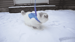 Kitty&rsquo;s first time in the snow - Imgur  DAWWWWWWW