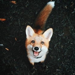 everythingfox:  A Wild Fox Appears!Juniper the Fox