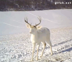 the-mamishka: nebula-cnidaria:  unseeliequeen:  tawnks:  gifak-net:  Wisconsin White Deer Surprised by his own Antlers Shedding   aw hell no  Deer, although graceful and lovely, are fucking morons.   Who among us isn’t surprised when a part of our head