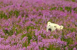 landscape-photo-graphy:  Adorable Polar Bear Plays in Flower Fields Canadian photographer Dennis Fast took advantage of his stay at the Canadian lodge Churchill Wild in Manitoba to capture this rare sight. Popularly known for its proximity to polar